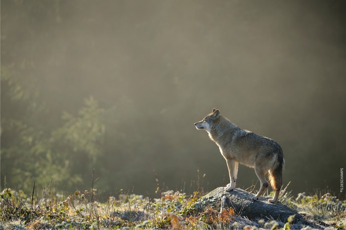 Les Loups de Chabrières en Creuse